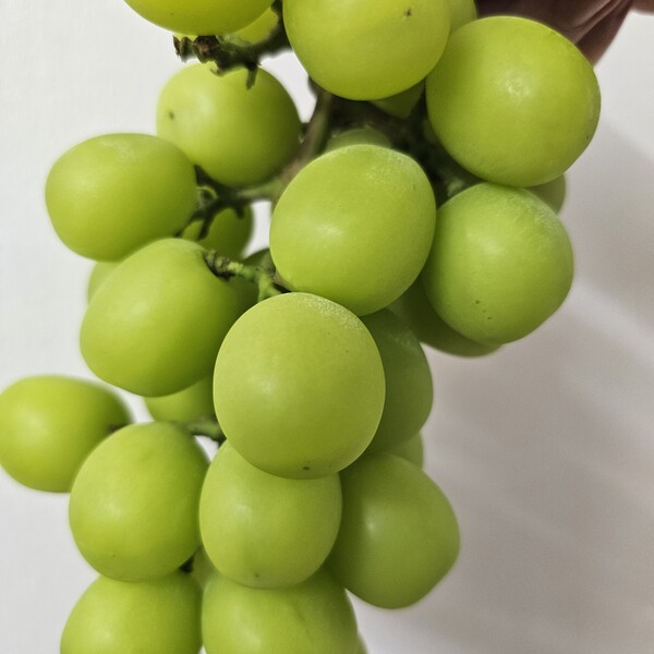 건강의 모든 것