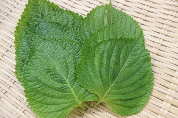 깻잎
