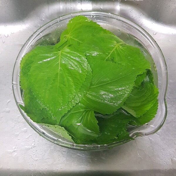깻잎은 ''이렇게'' 뜨세요 칼슘을 20배 좋게 먹을수 있습니다.