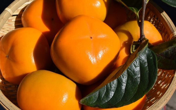 fruits-yamanashi